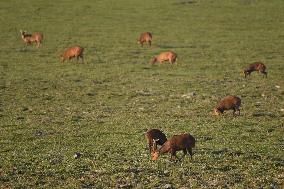 India Wildlife