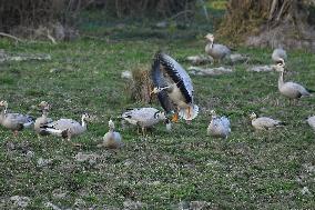 India Wildlife