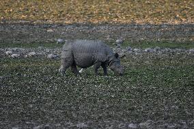 India Wildlife