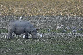 India Wildlife