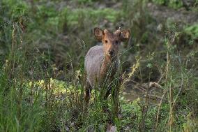 India Wildlife