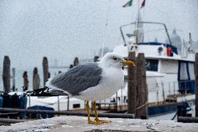 Travel Destination: Venice