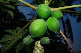 Papaya Tree - Carica Papaya - Fruit Fly