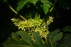 Papaya Tree - Carica Papaya - Fruit Fly