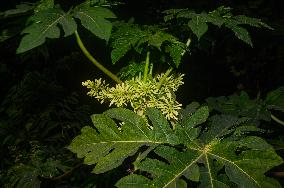 Papaya Tree - Carica Papaya - Fruit Fly