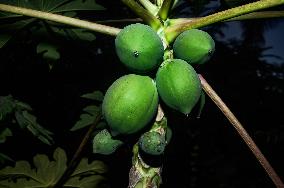 Papaya Tree - Carica Papaya - Fruit Fly