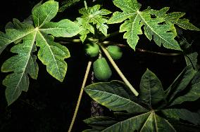 Papaya Tree - Carica Papaya - Fruit Fly