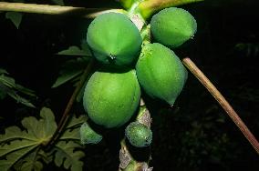 Papaya Tree - Carica Papaya - Fruit Fly