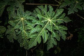 Papaya Tree - Carica Papaya - Fruit Fly