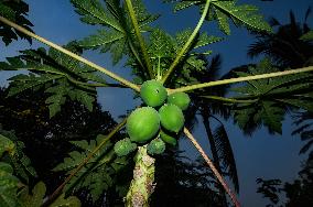 Papaya Tree - Carica Papaya - Fruit Fly