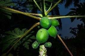 Papaya Tree - Carica Papaya - Fruit Fly