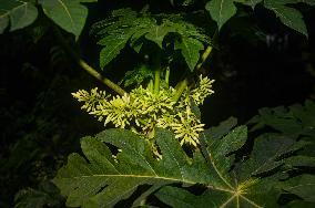 Papaya Tree - Carica Papaya - Fruit Fly