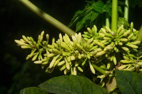 Papaya Tree - Carica Papaya - Fruit Fly