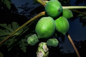 Papaya Tree - Carica Papaya - Fruit Fly