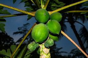 Papaya Tree - Carica Papaya - Fruit Fly