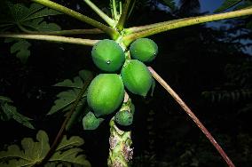 Papaya Tree - Carica Papaya - Fruit Fly