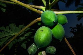 Papaya Tree - Carica Papaya - Fruit Fly