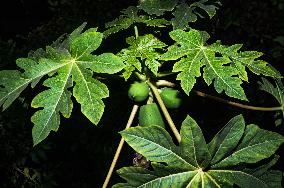 Papaya Tree - Carica Papaya - Fruit Fly