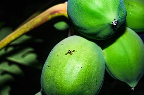 Papaya Tree - Carica Papaya - Fruit Fly