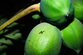 Papaya Tree - Carica Papaya - Fruit Fly