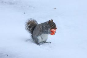 The Cold Spell Hits Across  Quebec