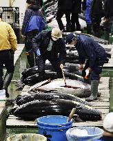 New Year tuna auction in Tokyo