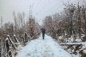 Fresh Spell Of Snowfall In Kashmir