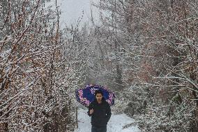 Fresh Spell Of Snowfall In Kashmir