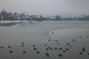 Fresh Spell Of Snowfall In Kashmir