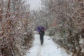 Fresh Spell Of Snowfall In Kashmir