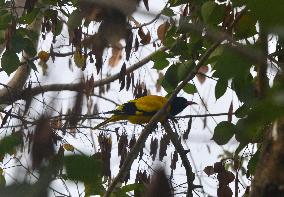 Birds In India