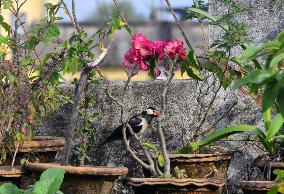 Birds In India