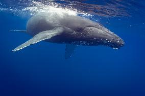 Humpback Whales and Manta Rays in French Polynesia