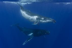 Humpback Whales and Manta Rays in French Polynesia