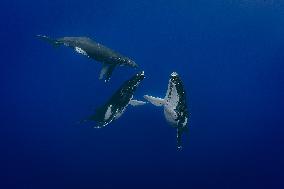 Humpback Whales and Manta Rays in French Polynesia