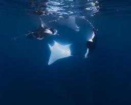 Humpback Whales and Manta Rays in French Polynesia