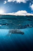 Humpback Whales and Manta Rays in French Polynesia