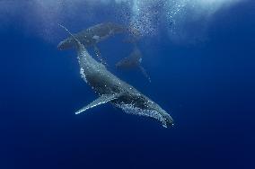 Humpback Whales and Manta Rays in French Polynesia