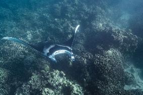 Humpback Whales and Manta Rays in French Polynesia