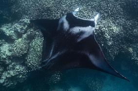 Humpback Whales and Manta Rays in French Polynesia