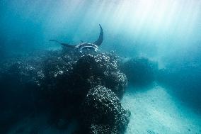 Humpback Whales and Manta Rays in French Polynesia