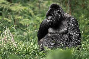 Gorillas in the Bush in Rwanda