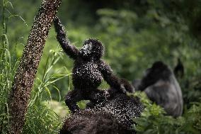 Gorillas in the Bush in Rwanda