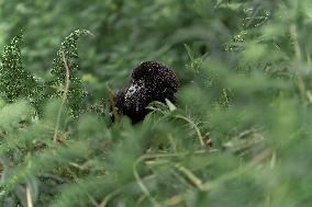 Gorillas in the Bush in Rwanda