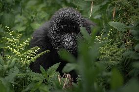 Gorillas in the Bush in Rwanda