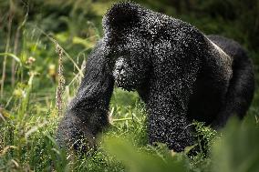 Gorillas in the Bush in Rwanda