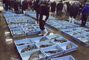 Year's 1st pufferfish auction in western Japan