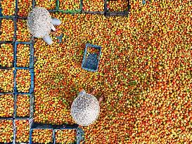 Tomato Harvest - Bangladesh