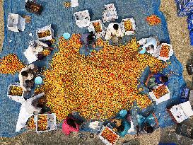 Tomato Harvest - Bangladesh