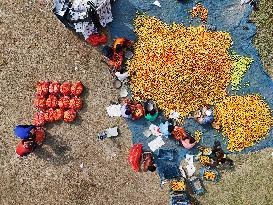 Tomato Harvest - Bangladesh